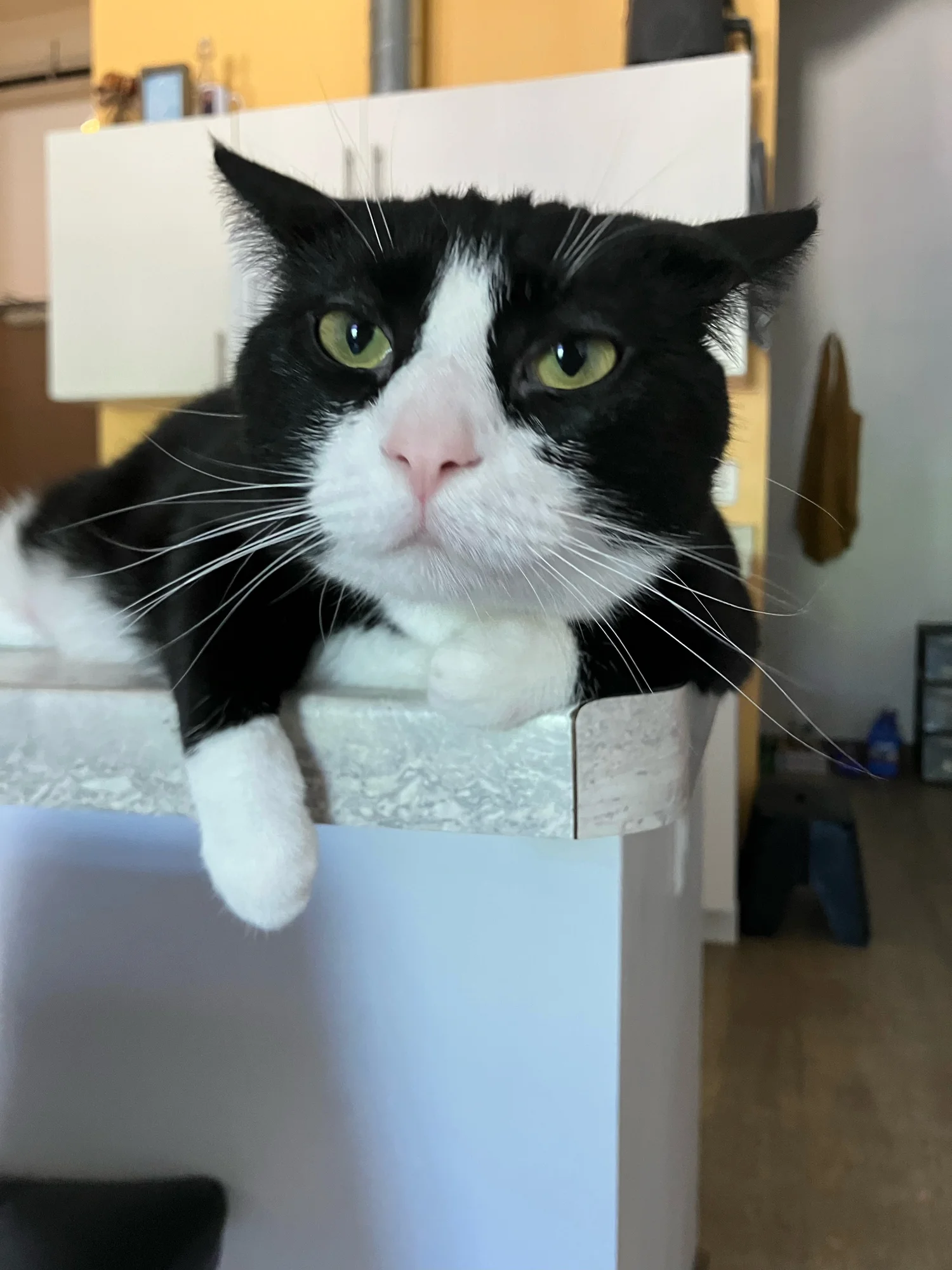 Close-up of Midna resting on a counter with one white paw hanging over the edge, looking directly at the camera.