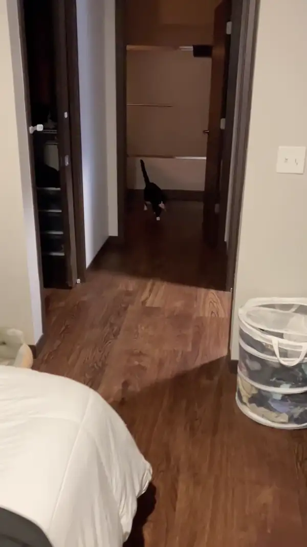 Midna trotting the length of the hallway toward the camera with a pink toy mouse in her mouth, then dropping it at the end.