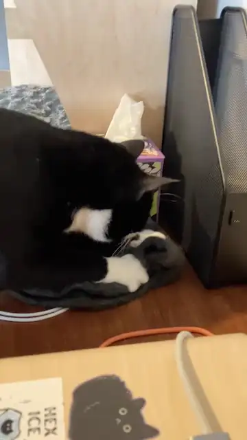 Midna curled on a desk with her head down, working her white front paws into a dark beanie.