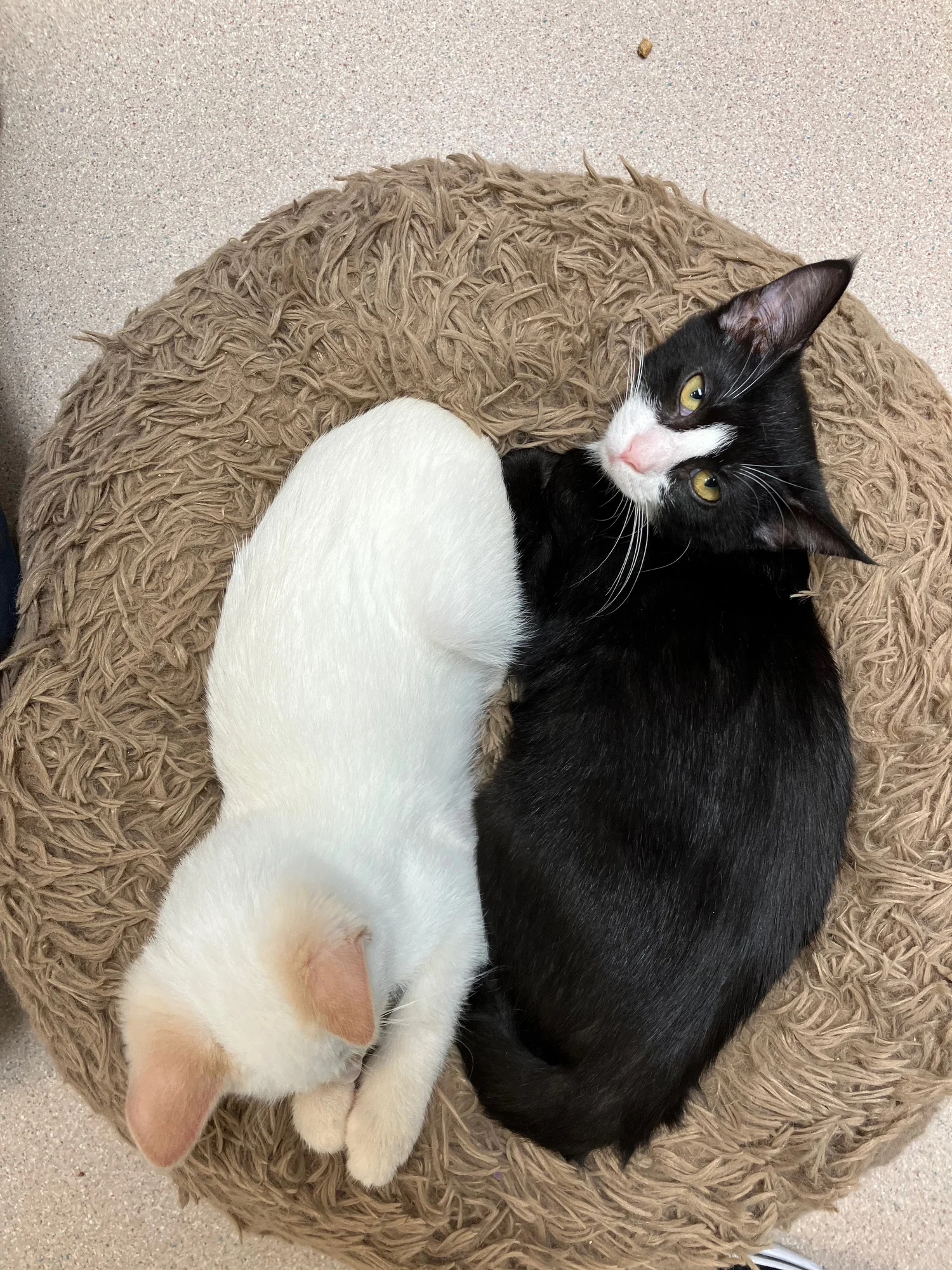 Kitten Midna, a black-and-white tuxedo, curled in a fuzzy round bed at the shelter beside a sleeping flame-point Siamese kitten.