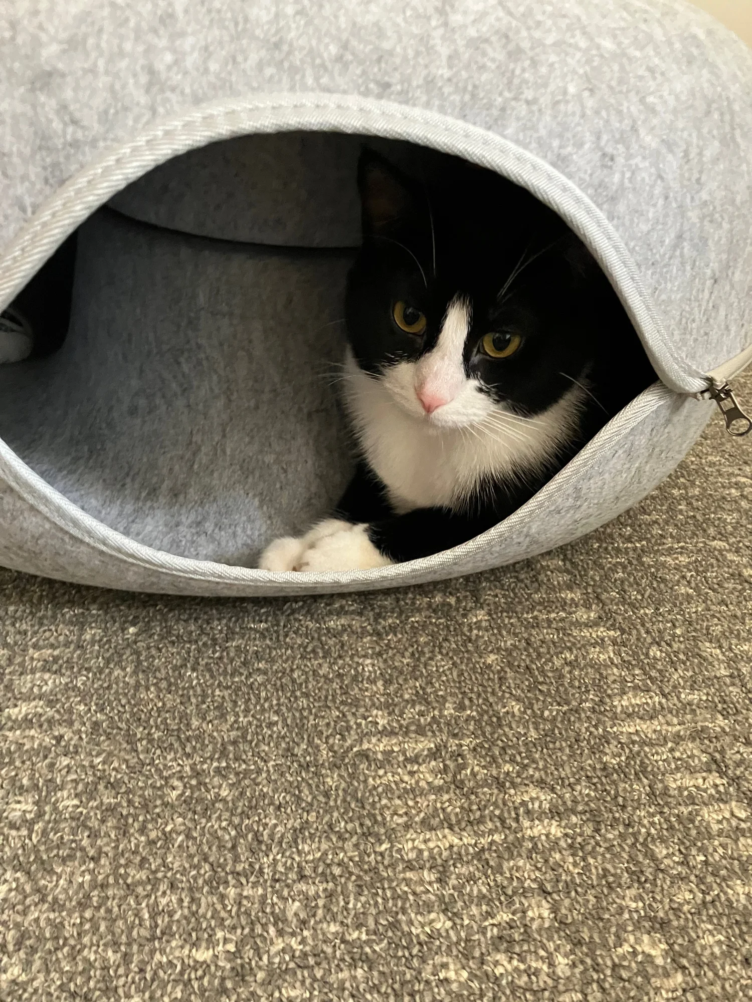 Midna tucked inside the gray felt cat donut, looking out through the opening with one white paw forward.