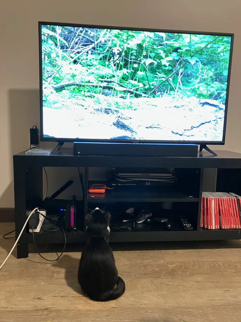 Kitten Midna sitting in front of the TV watching a nature video, then turning her head to look back at the camera.