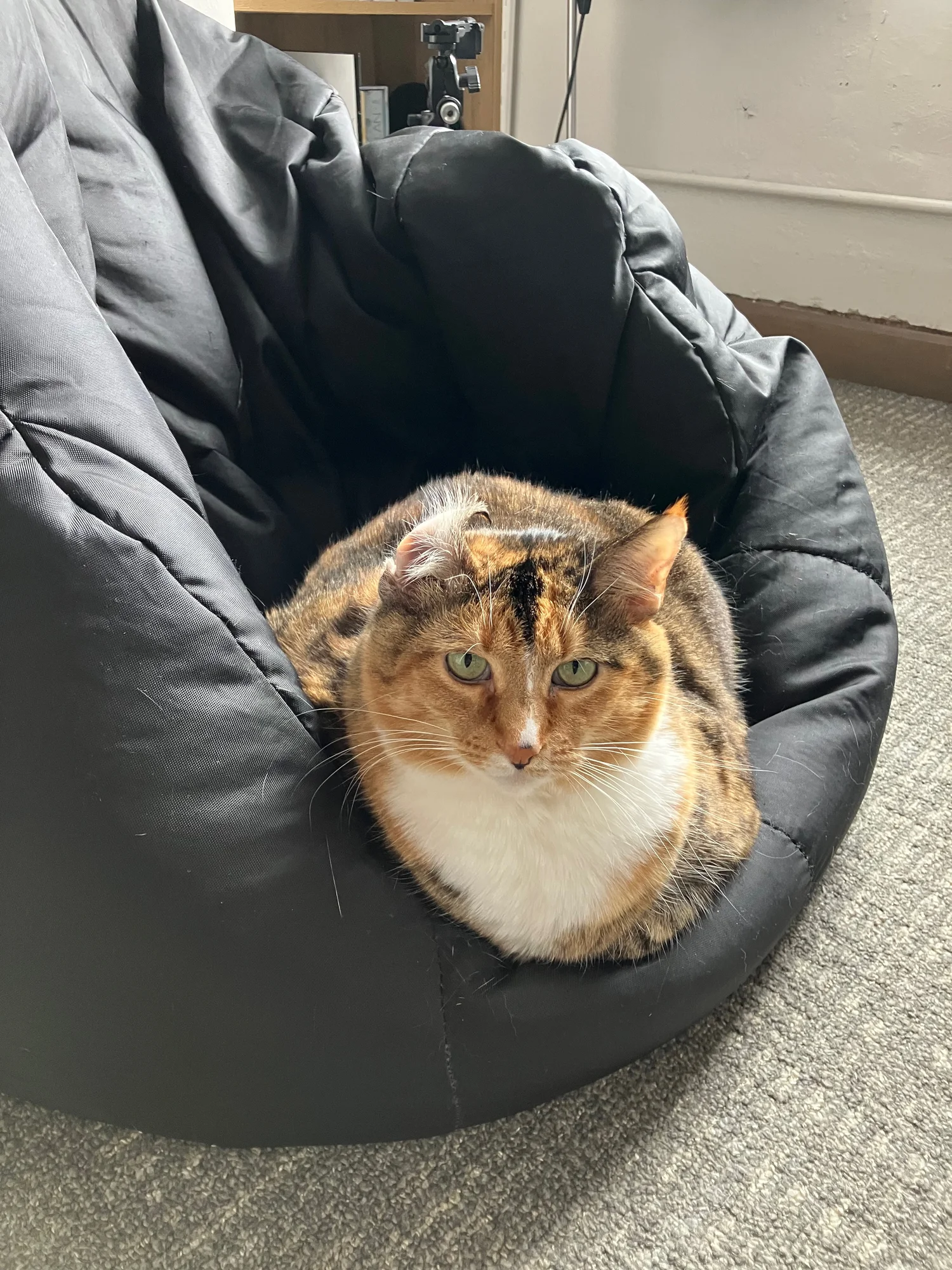 Sophie loafing in a black bean bag with her left ear flipped inside out after grooming, looking up at the camera.