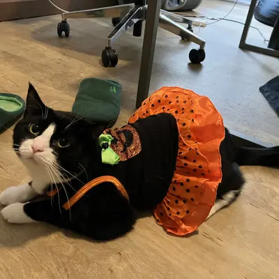 Midna lying on the floor in a black Halloween dress with an orange polka-dot skirt, looking up at the camera.