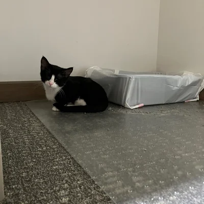Tiny kitten Midna sitting in the corner of the office next to a plastic-wrapped cat bed.