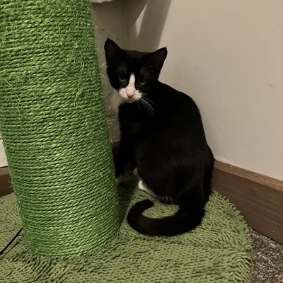 Kitten Midna sitting beside a green cactus-shaped scratching post, tail curled around her feet.