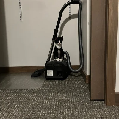Kitten Midna perched on top of a canister vacuum cleaner in the corner of the room.