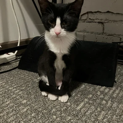 Kitten Midna sitting upright on a black cushion with her white paws lined up neatly.
