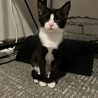 Kitten Midna sitting alert on a black cushion, ears up, looking at the camera.
