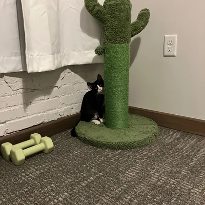 Kitten Midna tucked at the base of the cactus scratching post, next to a pair of small green dumbbells.