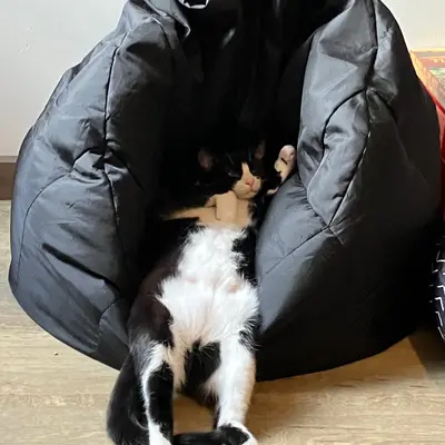 Midna sitting slumped upright in a black bean bag with her belly out and hind legs splayed, like a person who has given up.