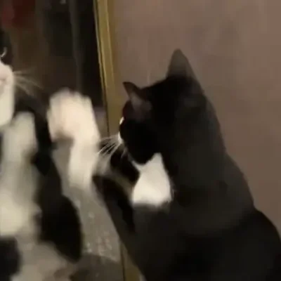 Midna sitting in front of a leaning mirror, reaching a paw toward her own reflection.