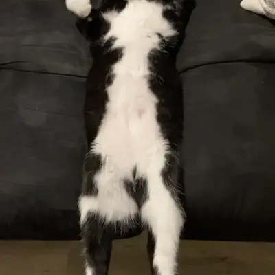 Kitten Midna asleep on her back on the couch, stretched to full length with all four legs out and her paws curled by her face.