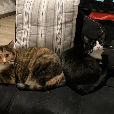 Sophie and Midna sitting together on the couch in front of a striped pillow.