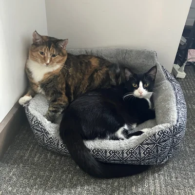 Sophie and Midna sharing a single small cat bed in the corner.