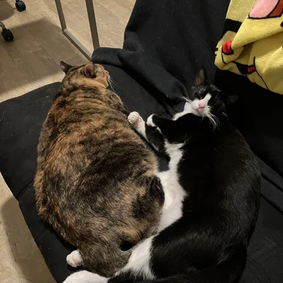 Sophie and Midna curled together on a chair, Midna's paw reaching onto Sophie.