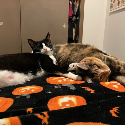 Sophie and Midna stretched out together on a pumpkin-patterned blanket.