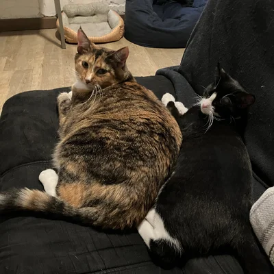 Sophie and Midna pressed together on a black couch cushion.