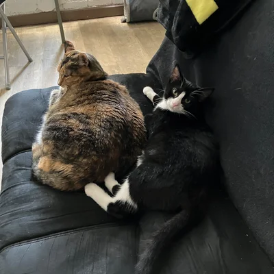 Sophie and Midna lying back to back on the couch in the sunlight.