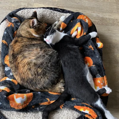 Kitten Midna nestled against Sophie in a cat bed lined with a Halloween blanket.