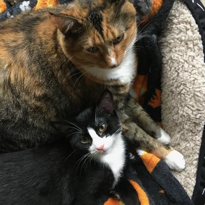 Kitten Midna lying tucked against Sophie's side, both looking at the camera.