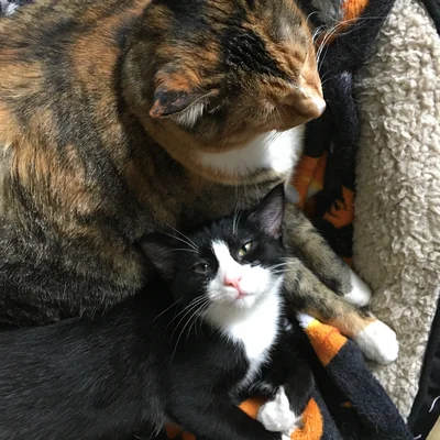 Kitten Midna resting against Sophie, who curls around her protectively.