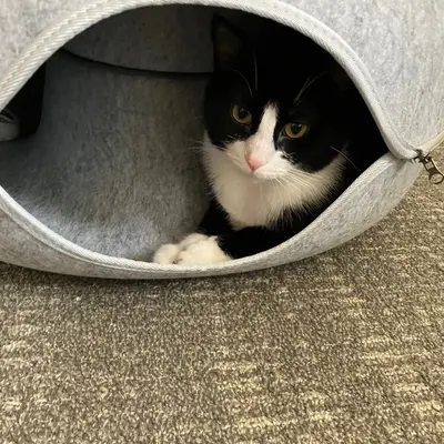 Midna tucked inside the gray felt cat donut, looking out through the opening with one white paw forward.