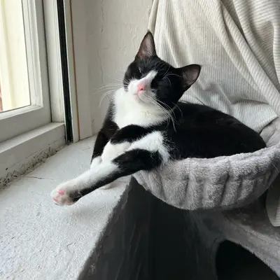 Kitten Midna dozing in the cat scoop by the window with one front leg stretched out onto the sill.