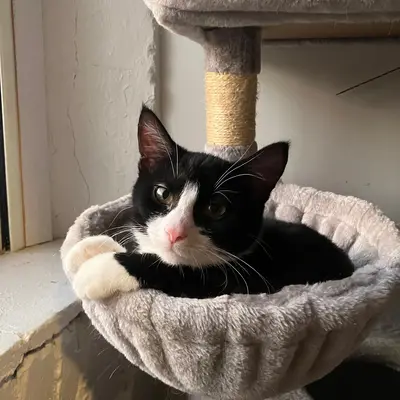 Kitten Midna curled in the gray felt scoop on the cat tower, one white paw over the rim.