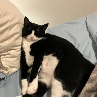 Midna asleep between a cream pillow and a blue pillow, front paws crossed in front of her.