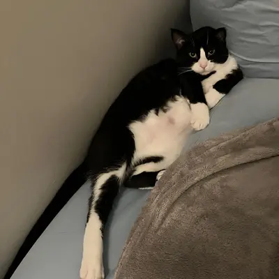 Midna lying on her side against a blue pillow with her belly showing and her tail stretched out behind her.