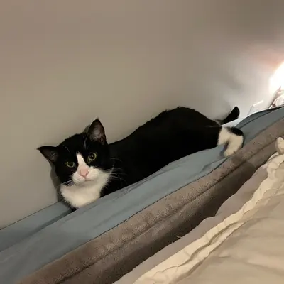 Midna stretched out lengthwise in the gap between the wall and the pillows, looking at the camera.