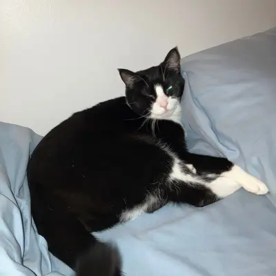 Midna curled up on blue sheets against a pillow, eyes half closed, one white paw extended.