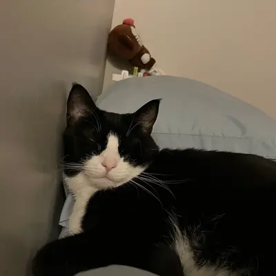 Close-up of Midna resting her head against the wall beside a blue pillow, eyes half closed.