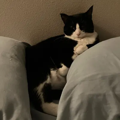 Midna nestled between two gray pillows with her paws tucked under her chest.