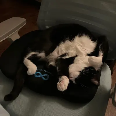 Midna completely upside down on a desk chair cushion, all four paws in the air and her head tipped back.