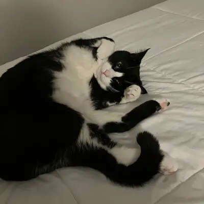 Midna on her back on a white bed, twisted mid-squirm with her paws up near her face.