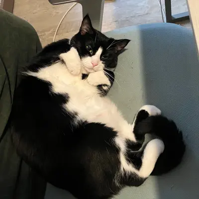 Midna rolled onto her back on a green chair, white belly up and front paws tucked against her chin.