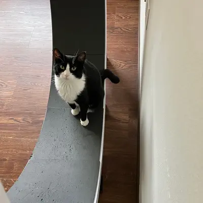 Midna standing on the wheel's track with her tail curled, looking up at the camera.