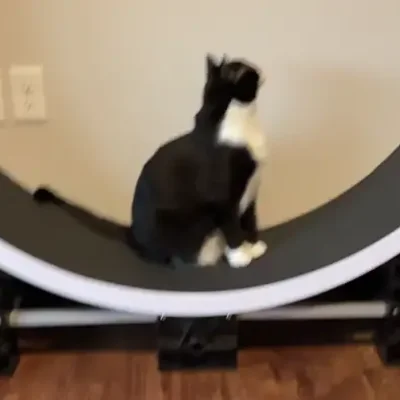 Wide view of Midna walking inside the cat wheel as the whole wheel turns.