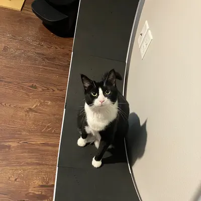 Midna sitting on the wheel's track, looking up at the camera, with another cat's tail visible on the floor behind her.