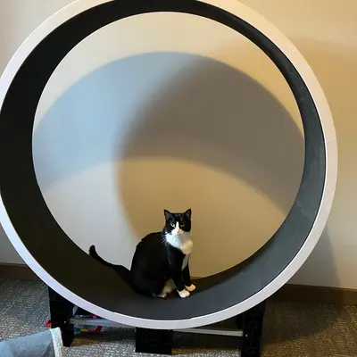 Midna sitting inside the large black and white cat exercise wheel, which dwarfs her.