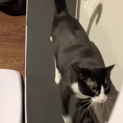 Midna walking on the moving track of the cat wheel, seen from above with her tail up.