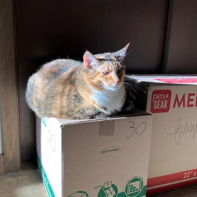 Sophie loafing on top of a cardboard moving box.