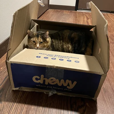 Sophie lying inside a flattened Chewy delivery box.