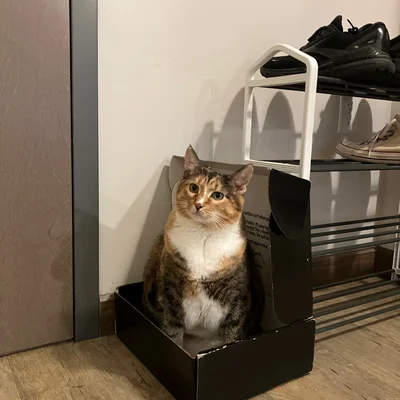 Sophie sitting upright in a black shoe box next to the shoe rack.