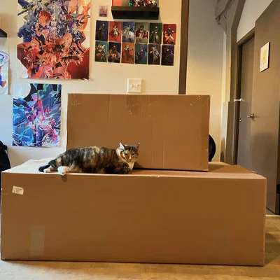 Sophie lounging on top of a stack of very large cardboard boxes.