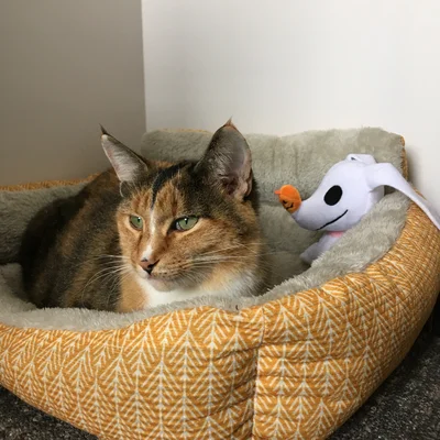 Sophie curled up in a cozy cat bed next to a plush toy in Melody's office.