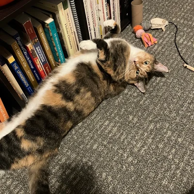 Sophie rolling on her back beside a bookshelf, surrounded by cat toys.