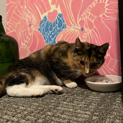 Sophie relaxing at her water dish in front of a pink painting.